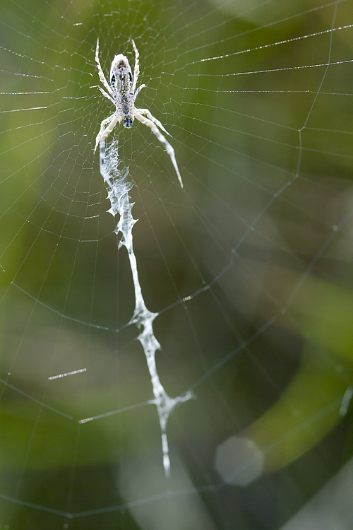 Uloborus sp.