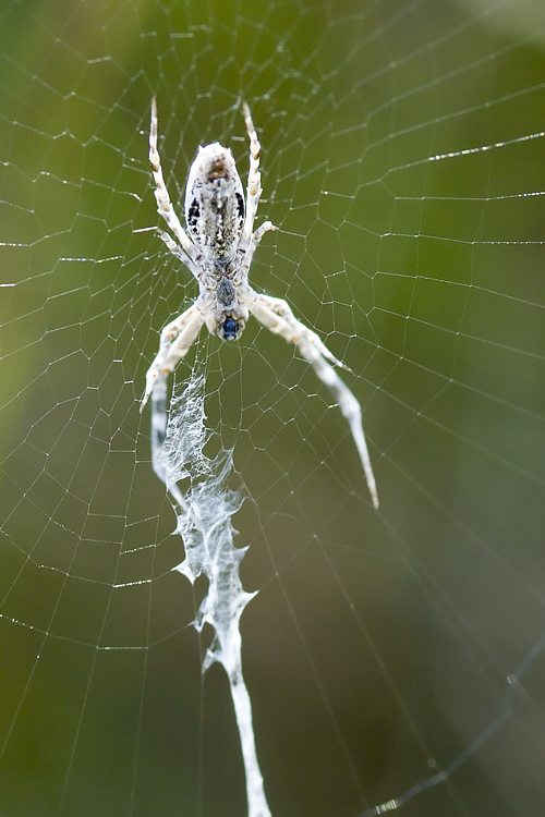 Uloborus sp.