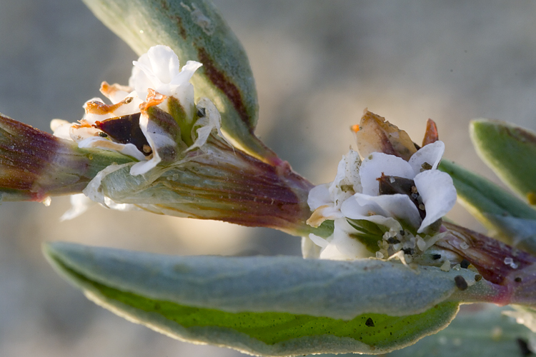 Polygonum maritimum / Poligono marittimo