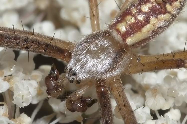 Argiope sp.