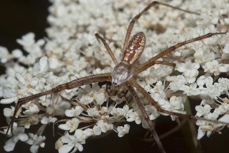 Argiope sp.