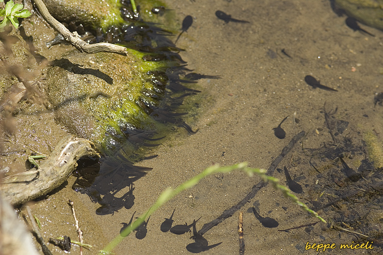 Maremma grossetana: larve di Salamandrina perspicillata