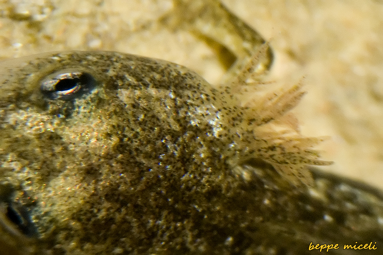 Maremma grossetana: larve di Salamandrina perspicillata