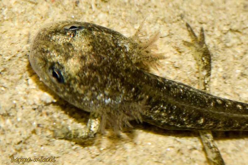 Maremma grossetana: larve di Salamandrina perspicillata