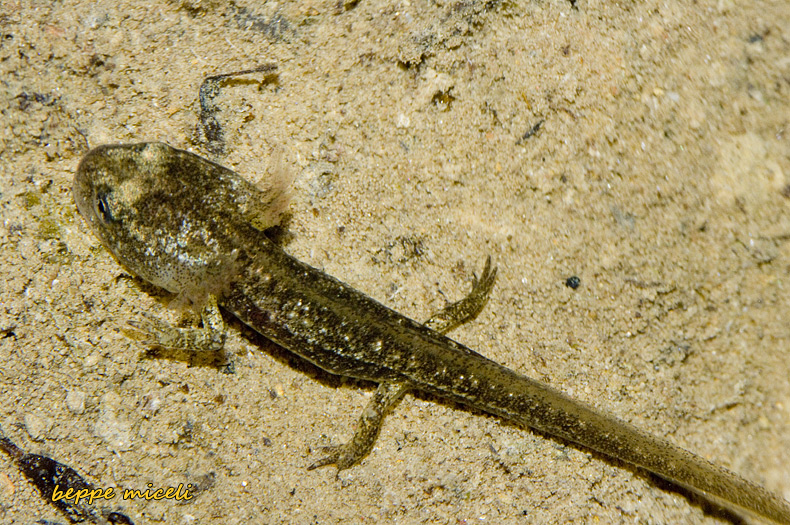 Maremma grossetana: larve di Salamandrina perspicillata