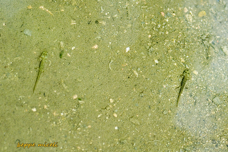 Maremma grossetana: larve di Salamandrina perspicillata