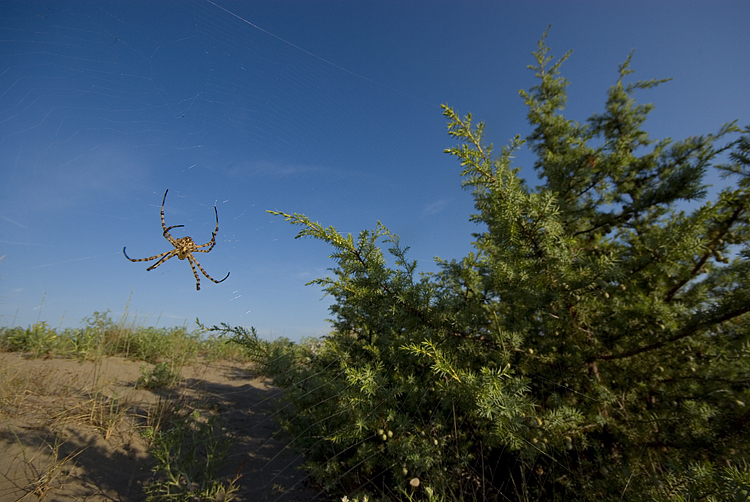 Coppia Argiope lobata