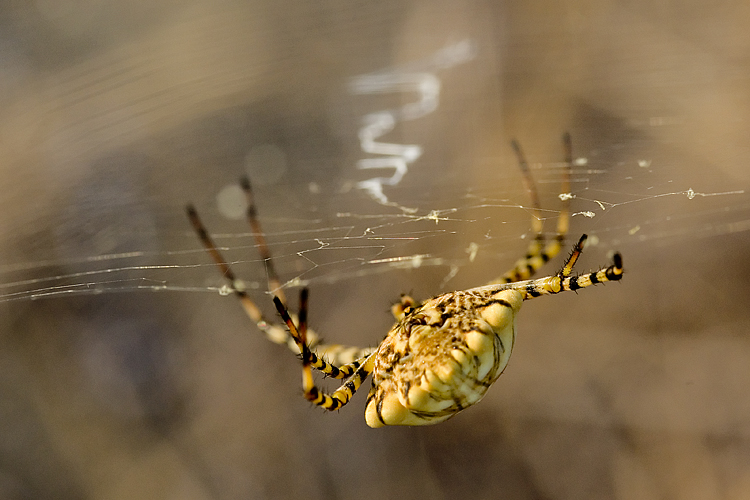 Coppia Argiope lobata