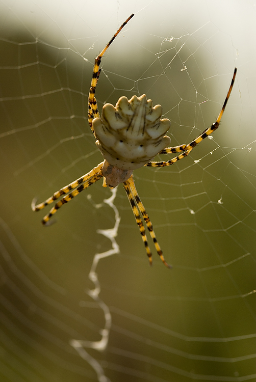 Coppia Argiope lobata