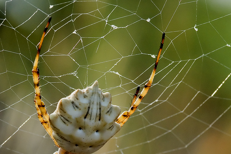 Coppia Argiope lobata