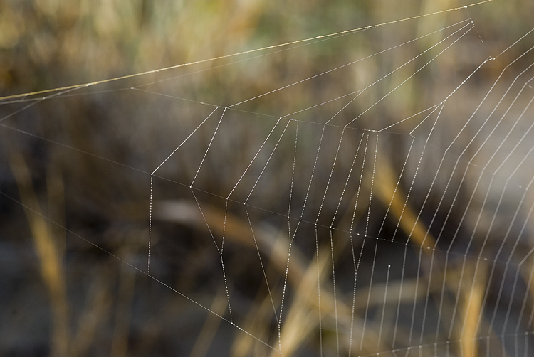 Coppia Argiope lobata