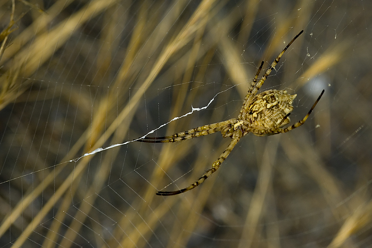 Coppia Argiope lobata