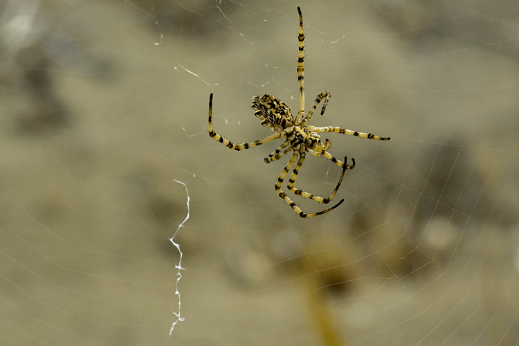 Coppia Argiope lobata