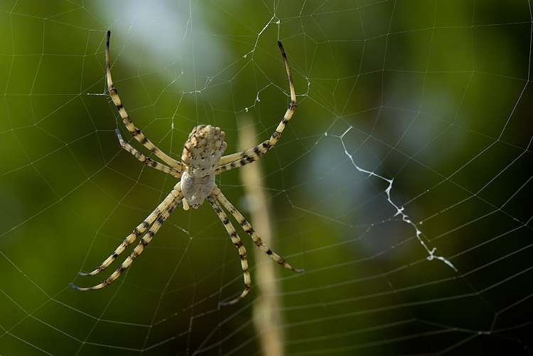 Coppia Argiope lobata