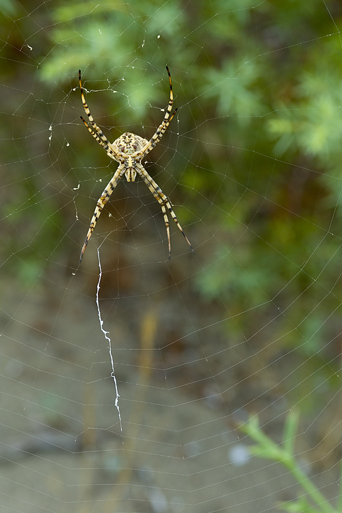 Coppia Argiope lobata