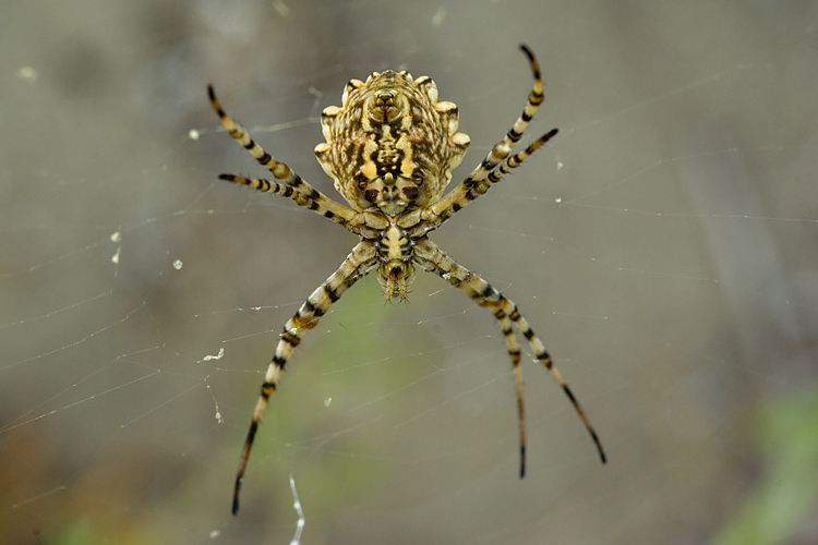 Coppia Argiope lobata