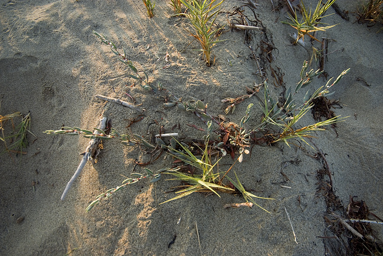 Polygonum maritimum / Poligono marittimo