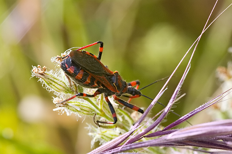 Rhynocoris sp.: cuspidatus o iracundus amabilis?