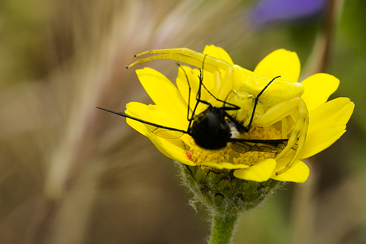 Il mistero della morte (scene di predazione di Thomisidae)