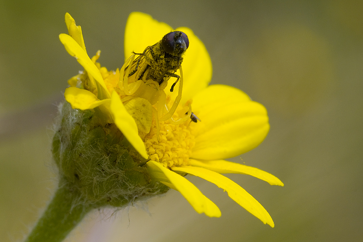 Il mistero della morte (scene di predazione di Thomisidae)