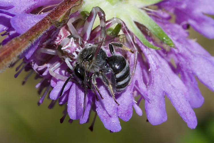 Il mistero della morte (scene di predazione di Thomisidae)