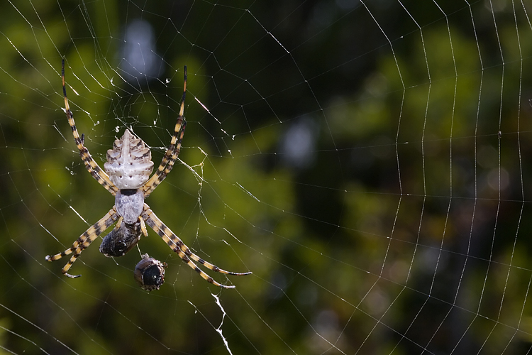 Coppia Argiope lobata