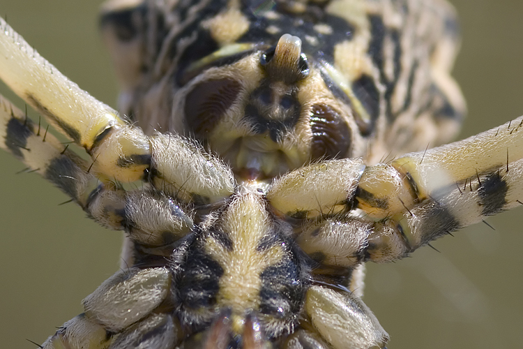 Coppia Argiope lobata