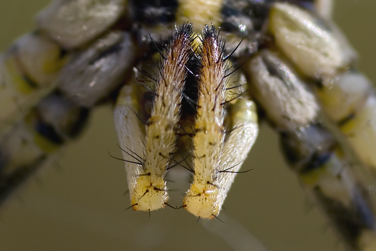 Coppia Argiope lobata