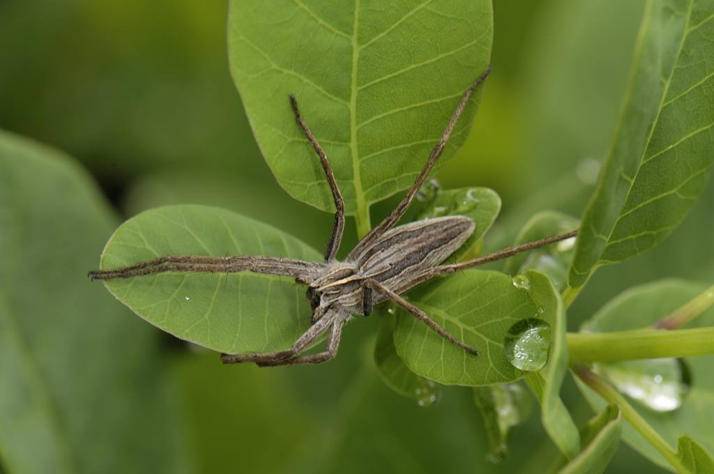 Pisaura mirabilis