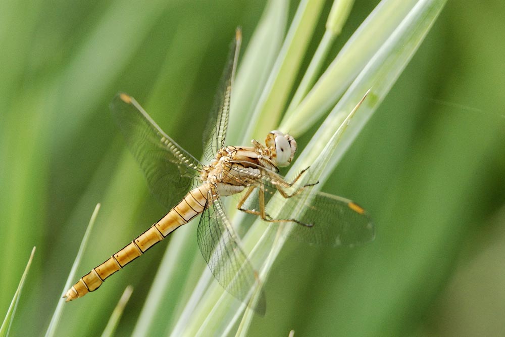 Orthetrum