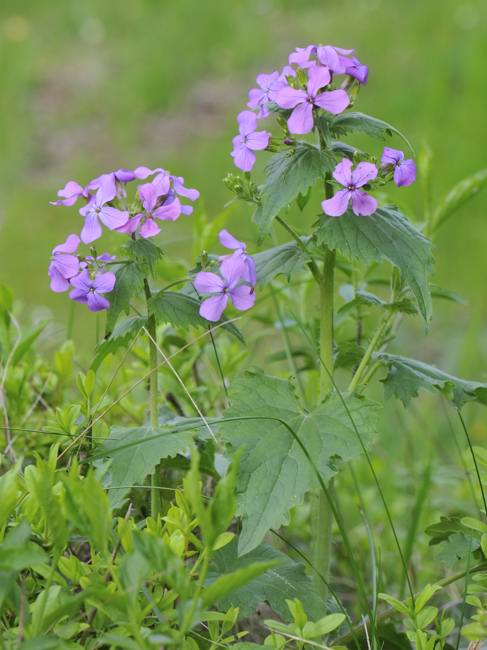 Lunaria annua