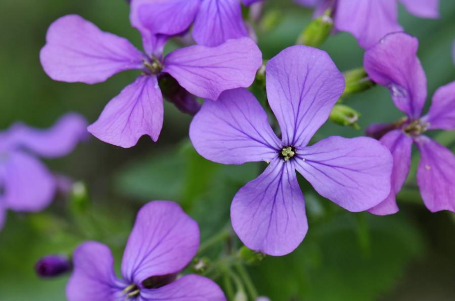 Lunaria annua