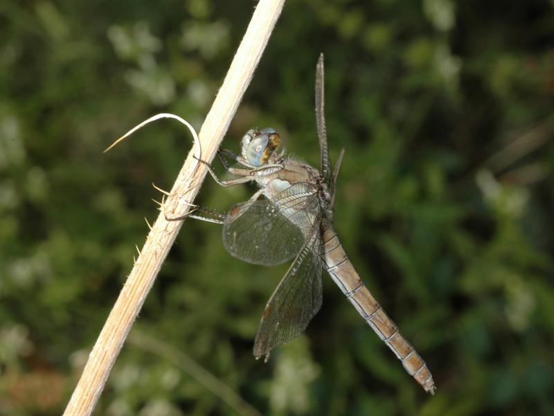 Sympetrum? Orthetrum brunneum