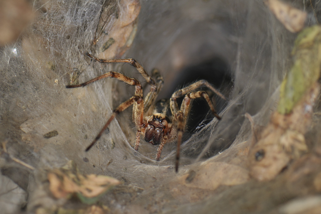 Agelena sp. o Allagelena gracilens