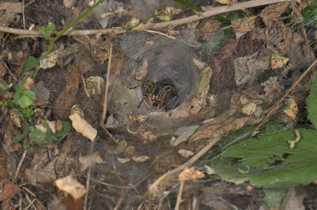 Agelena sp. o Allagelena gracilens