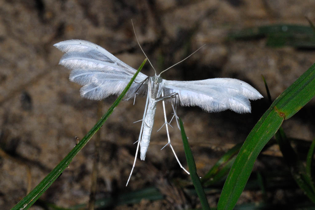 Pterophorus pentadactyla