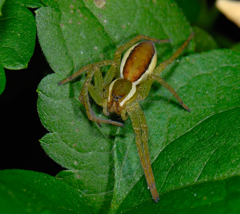 Dolomedes fimbriatus; Araneus diadematus