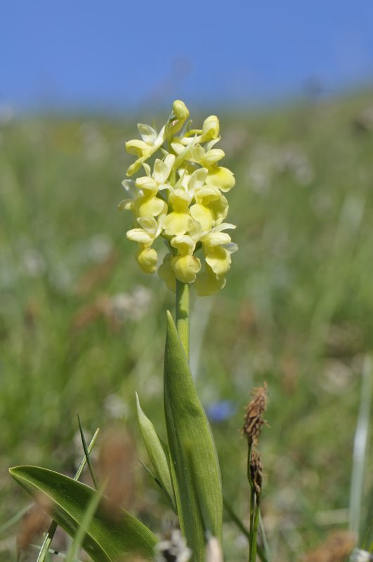 Le mie prime orchidee