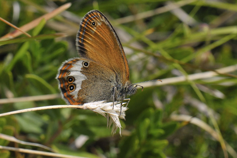 Coenonympha arcania