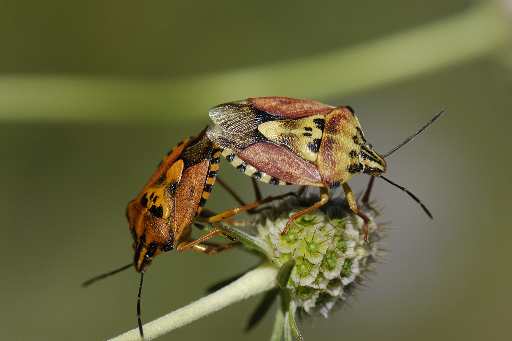 Carpocoris