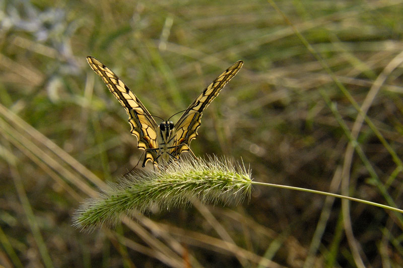 Papilio machaon