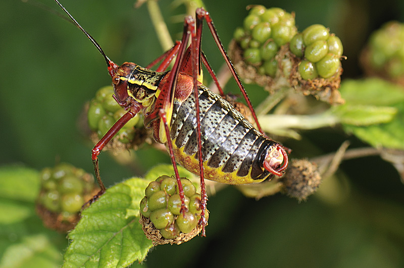 Colori bellissimi: Barbitistes sp.