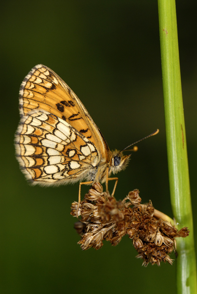 Papilio machaon