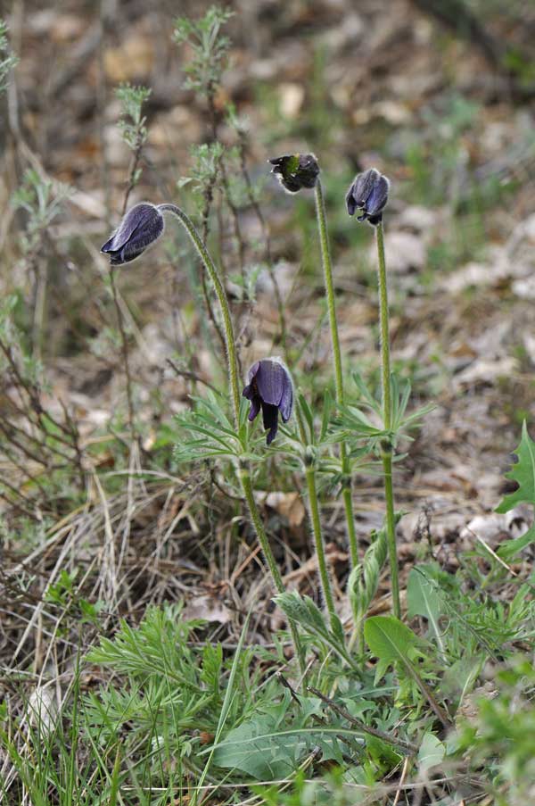 Pulsatilla montana subsp. montana