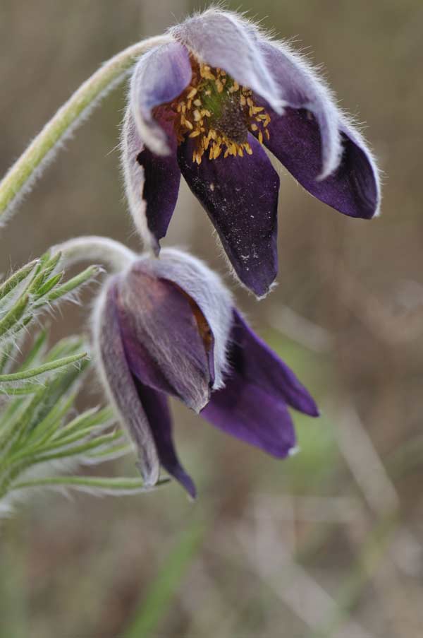 Pulsatilla montana subsp. montana