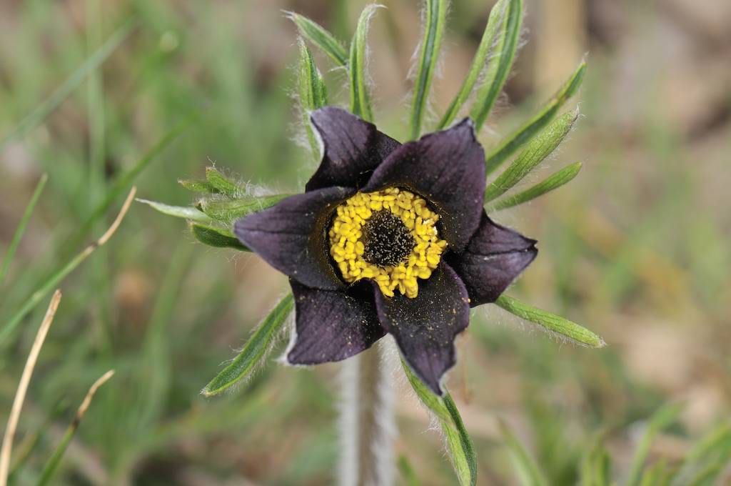 Pulsatilla montana subsp. montana