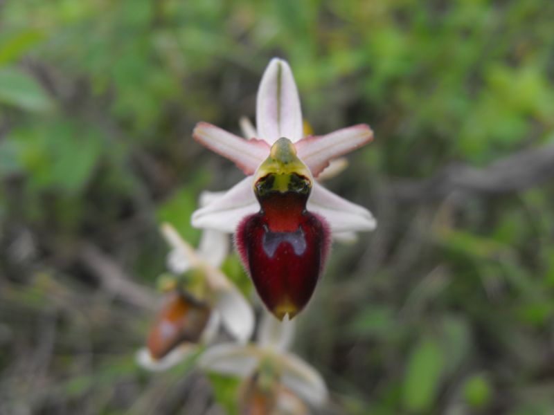 Ophrys da determinare