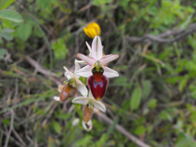 Ophrys da determinare