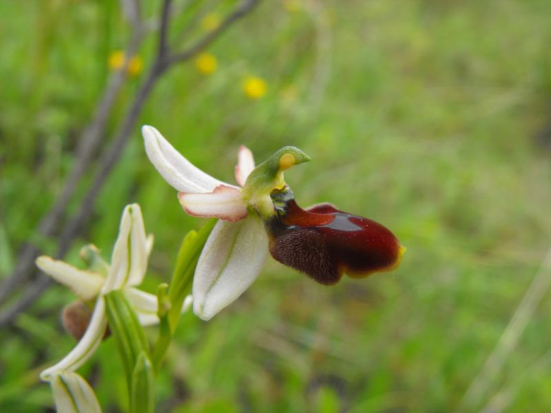 Ophrys da determinare