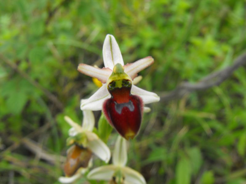 Ophrys da determinare